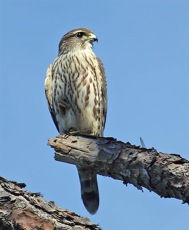 Merlin, Florida