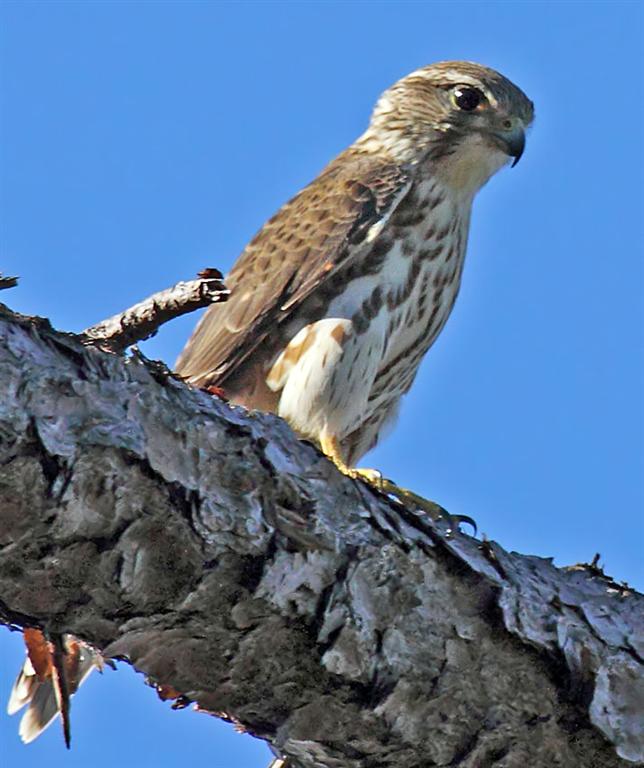 Merlin, Florida
