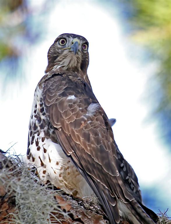 Red Tailed Hawk, Florida