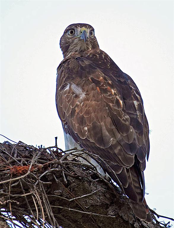 Red Tailed Hawk, Florida