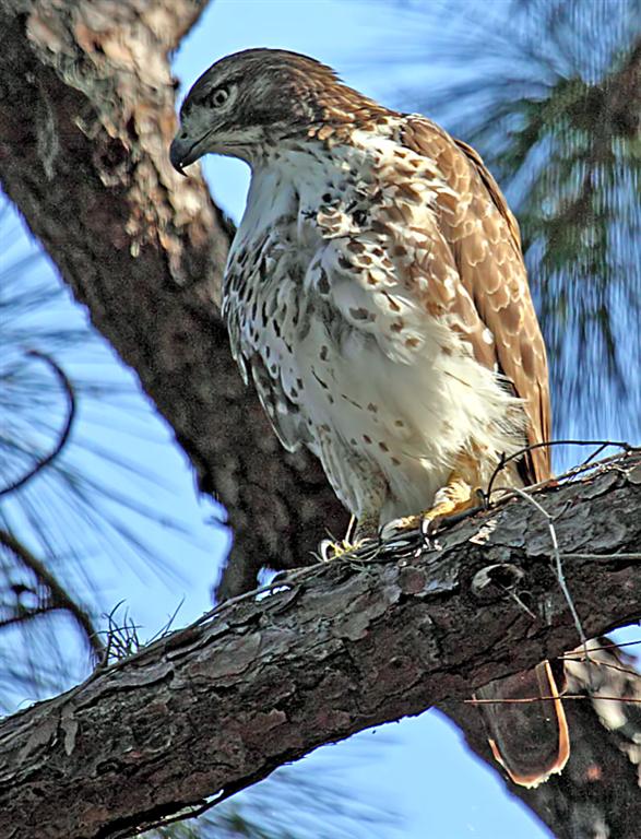 Red Tailed Hawk, Florida