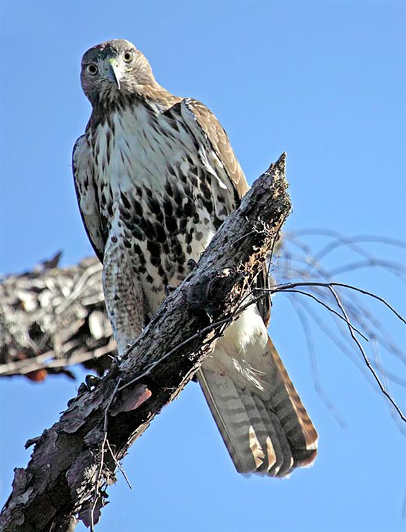 Red Tailed Hawk, Florida