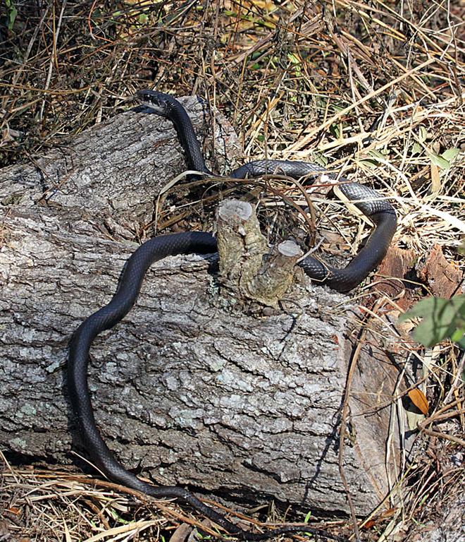 Black Racer, Florida