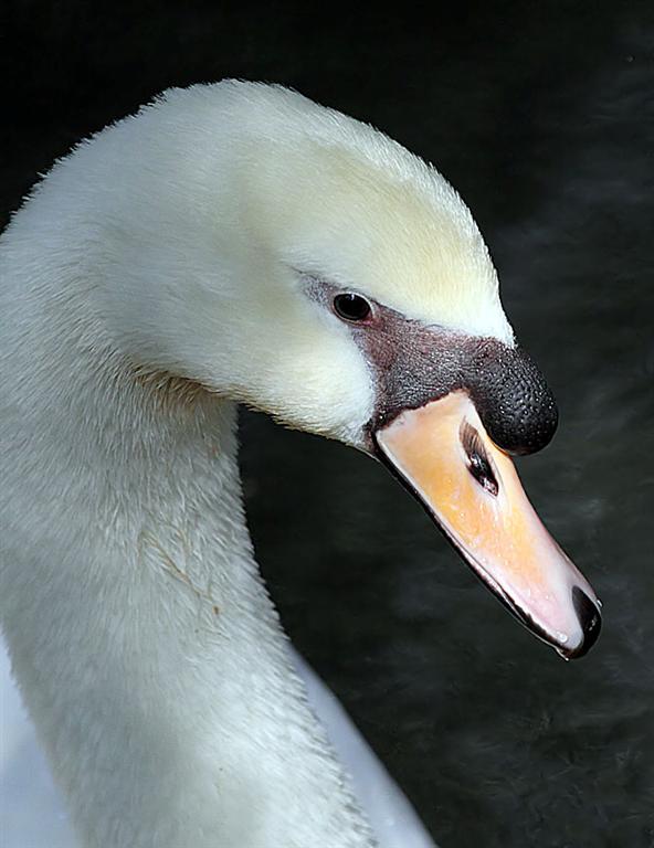 Swan, Florida