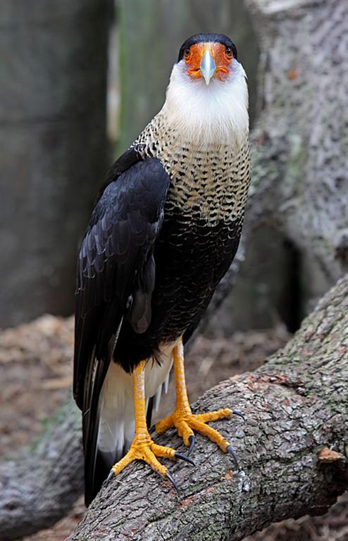 Crested Caracara, Florida