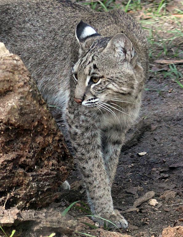 Bobcat, Florida