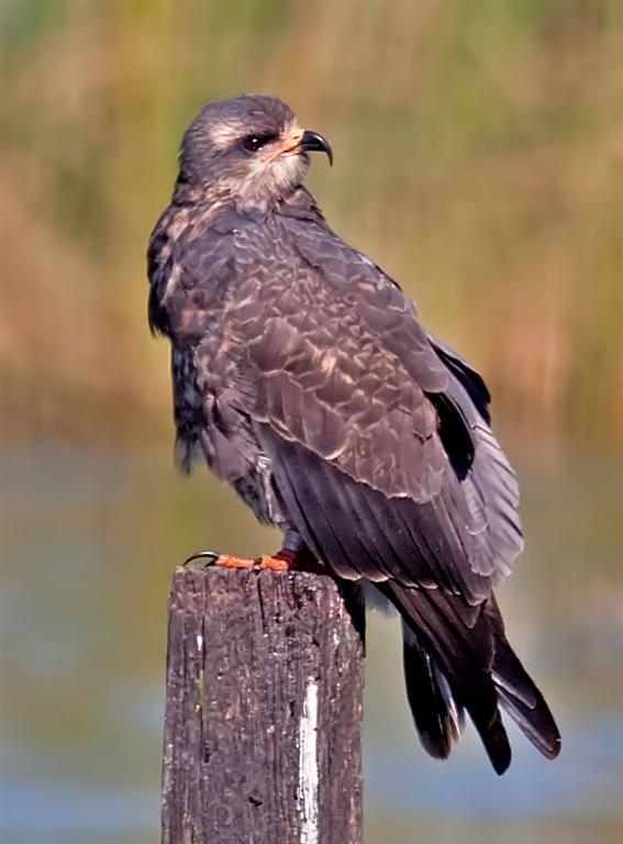 Snail Kite, Florida