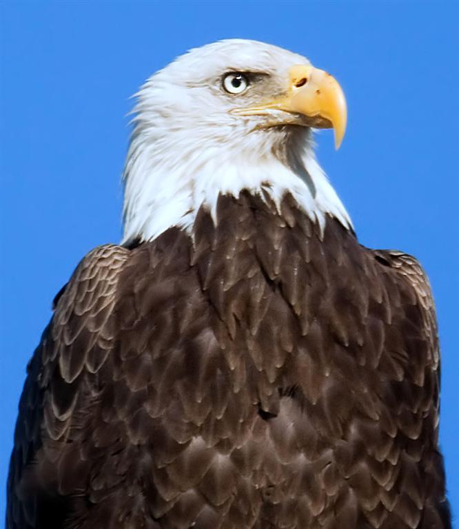 Bald Eagle, Florida