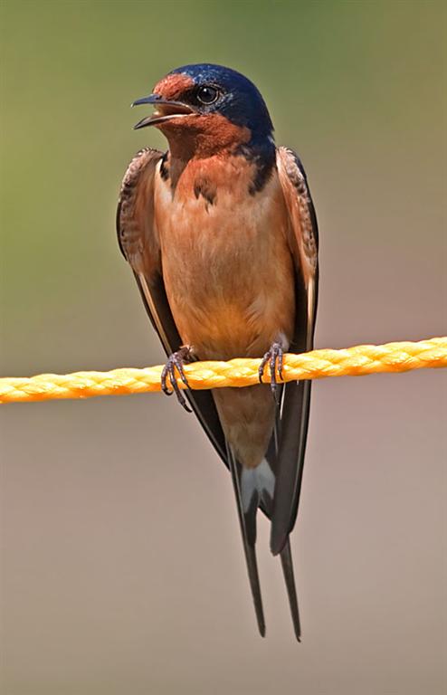 Barn Swallow (Male), Ohio