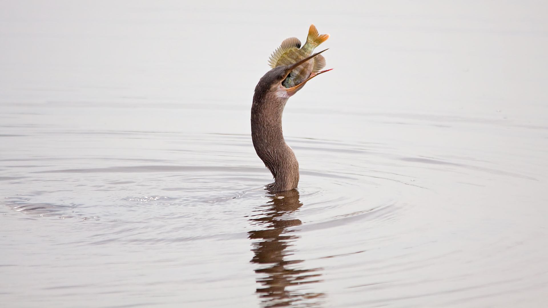 07-27-2011 Viera Wetlands 26.jpg