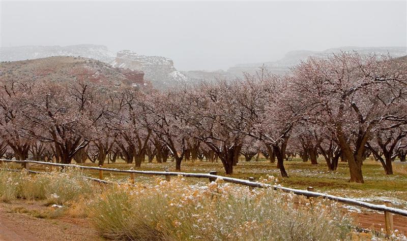 Orchard In Snow
