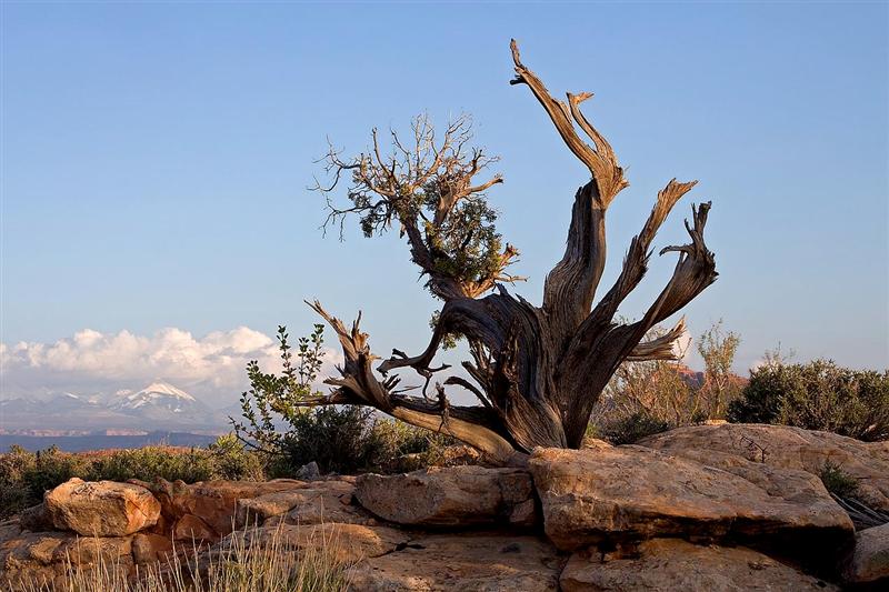 Old Juniper