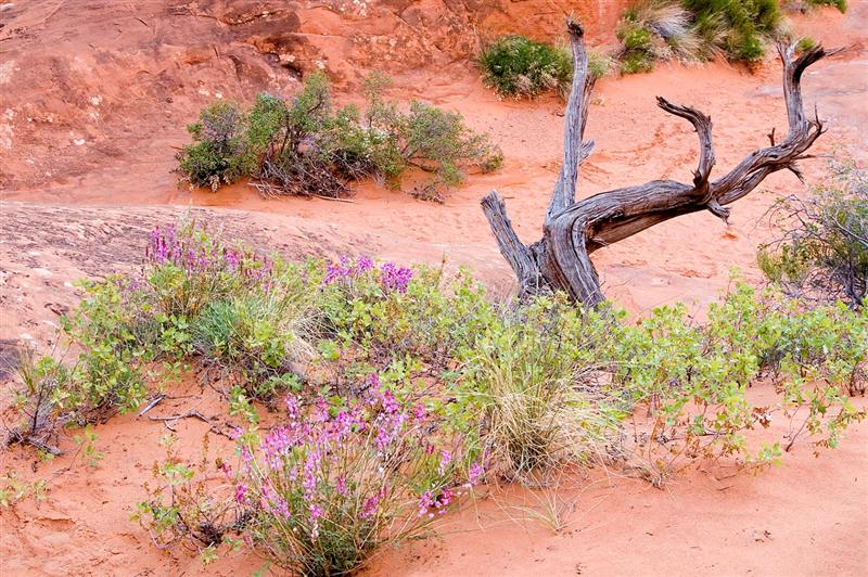 Fiery Furnace 3