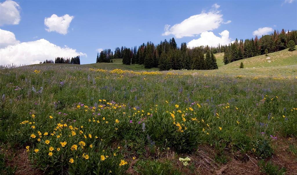 Wildflowers