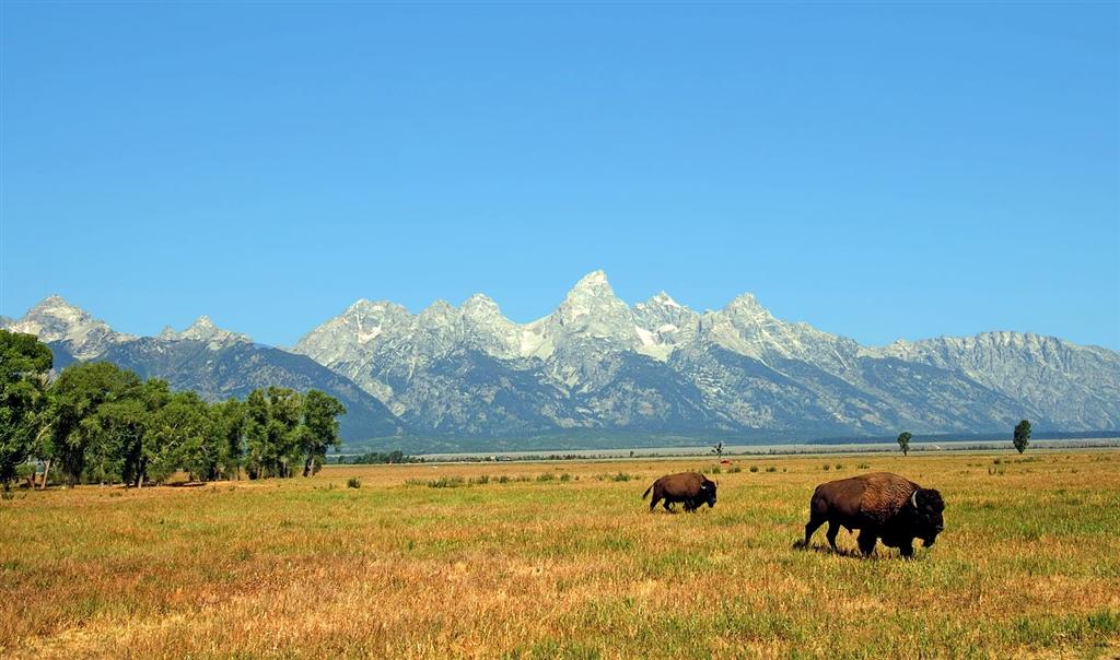 Bisons