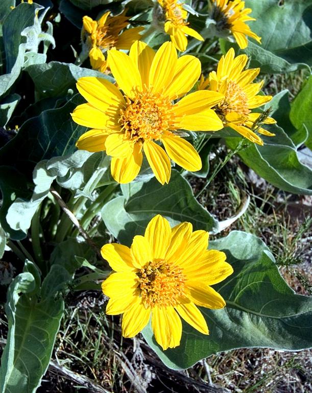 Balsamroot