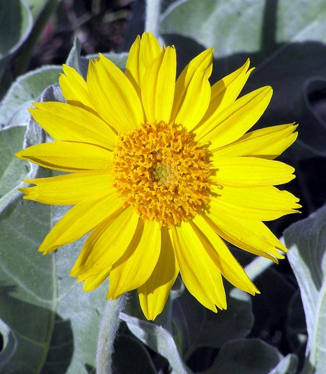 Balsamroot
