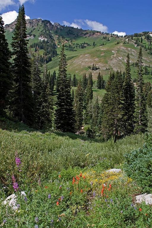 Albion Basin