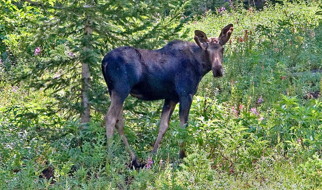 Moose