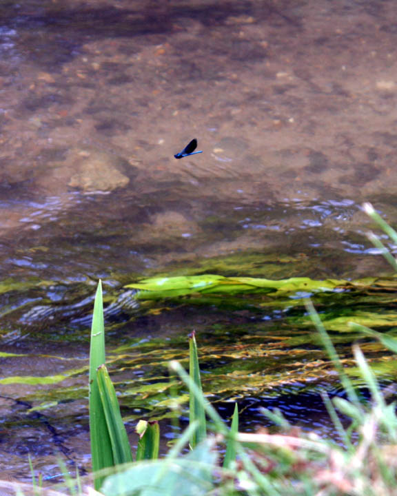 River Moth