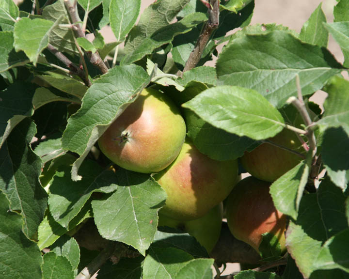 Chambord Orchard