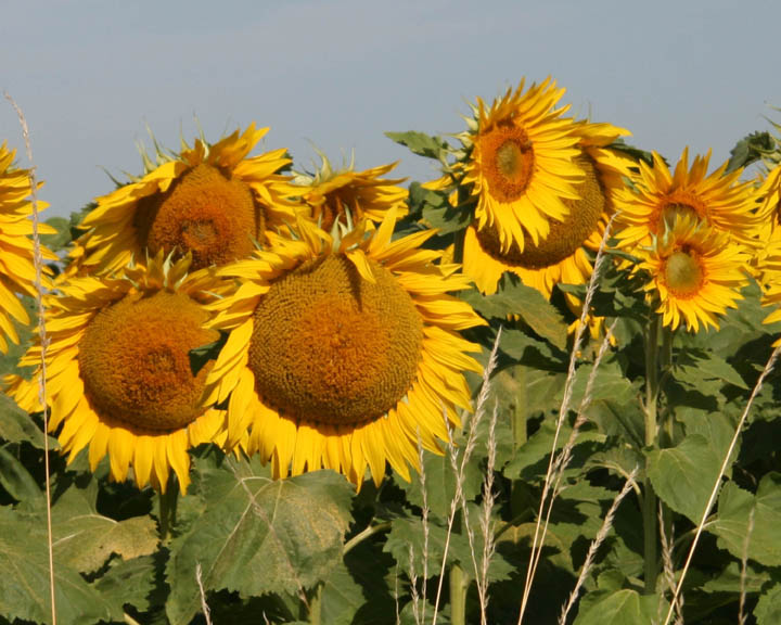 Sunflowers