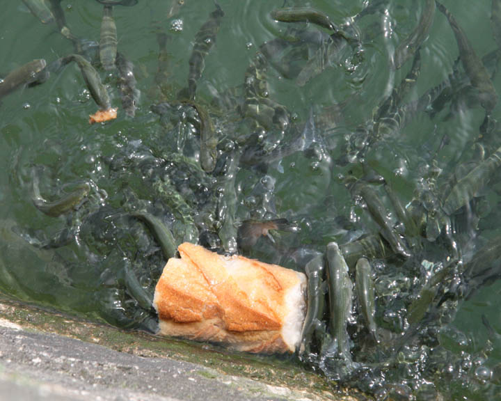 Fish Food