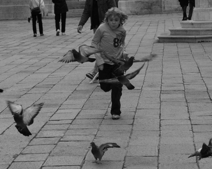 Catch the Pigeon