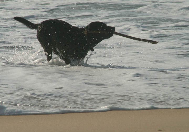 Old Sea Dog