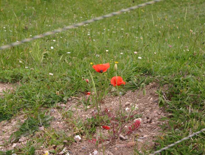 Poppies at Vimy ridge.jpg