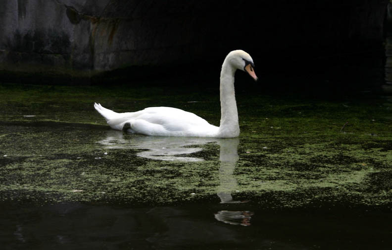 Brugge Swan