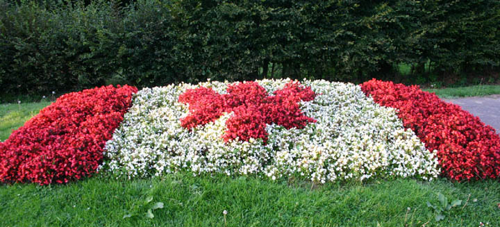 Canadian Flowers at Clair Tison