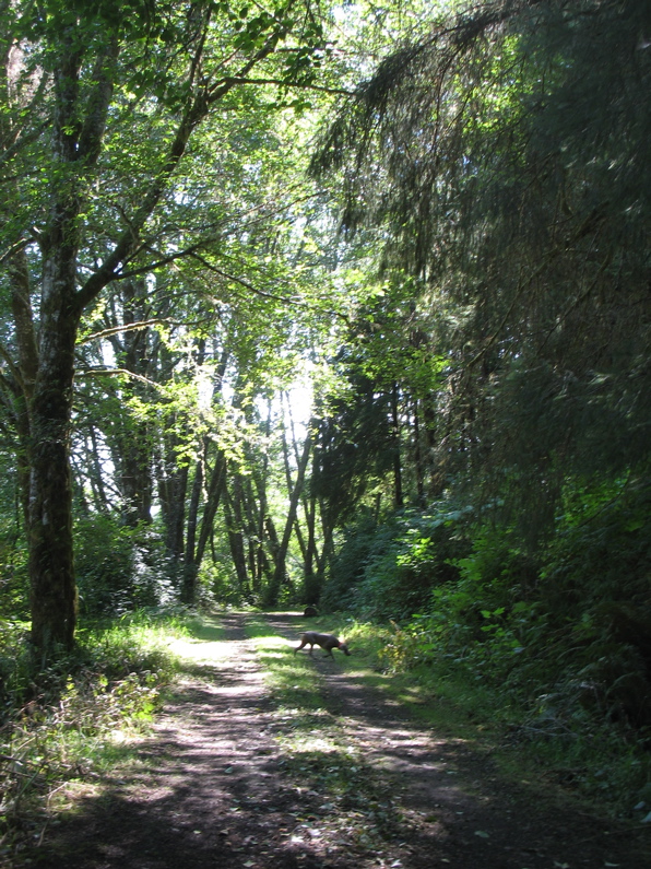 exploring the Little Hoko trail