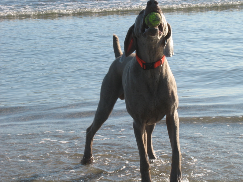 neener neener I got the ball you dont.....
