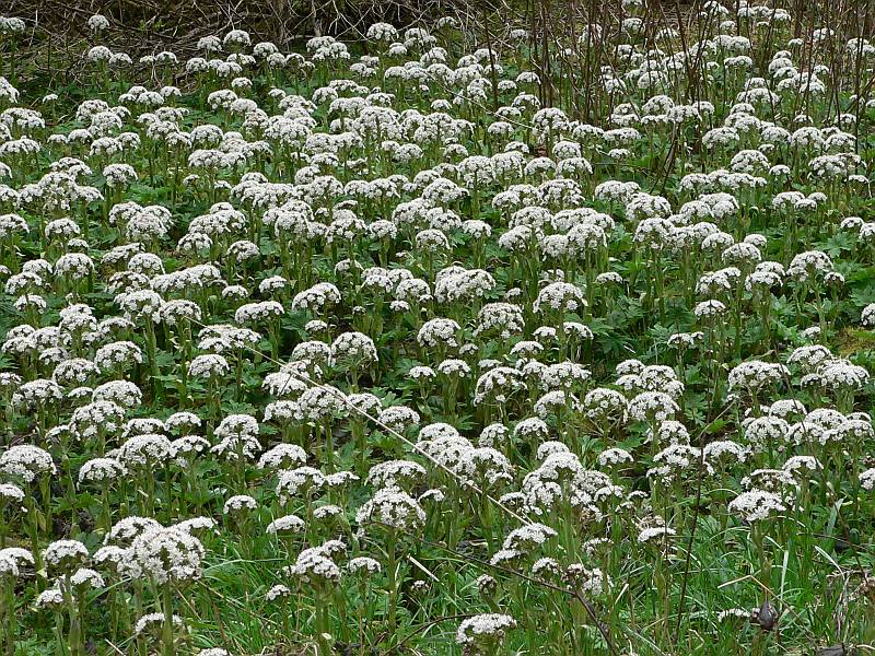 Coltsfoot 1