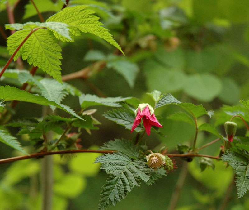 Salmon berry