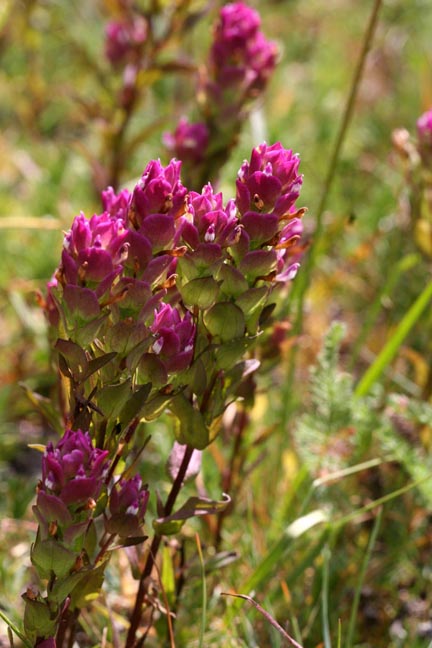 Mountain Owl-Clover