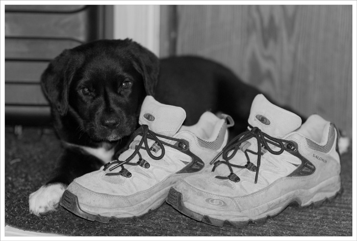 8 weeks