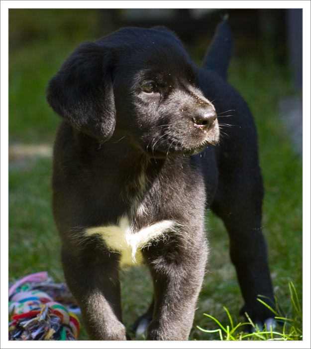 8 weeks