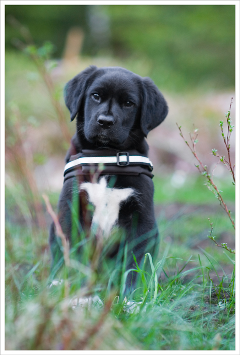 9 weeks