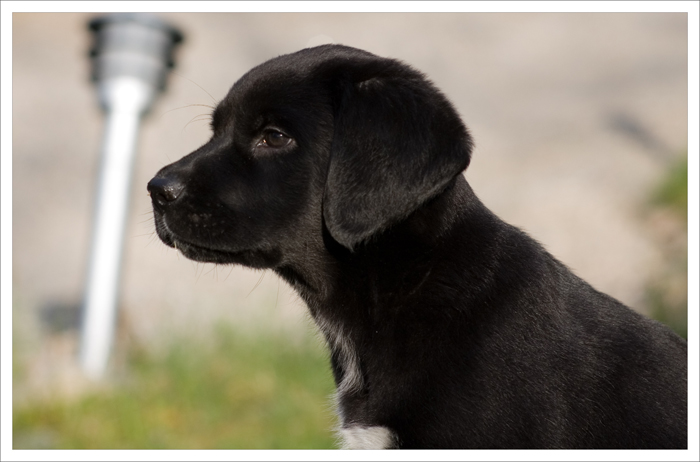 9 weeks