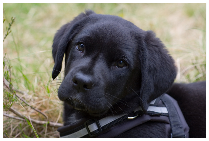 10 weeks