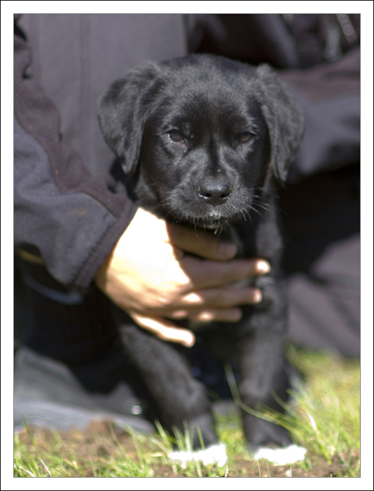 8 weeks