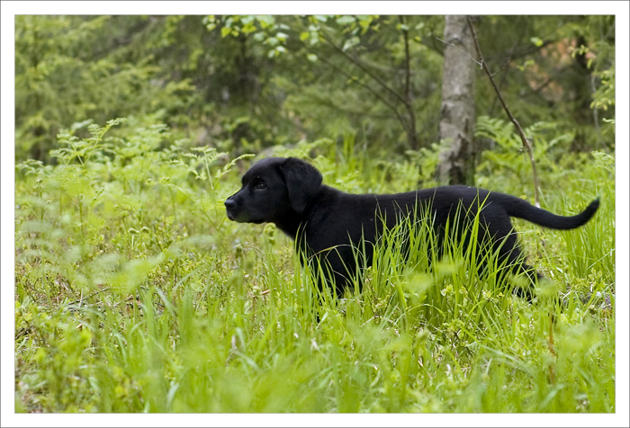 11 weeks