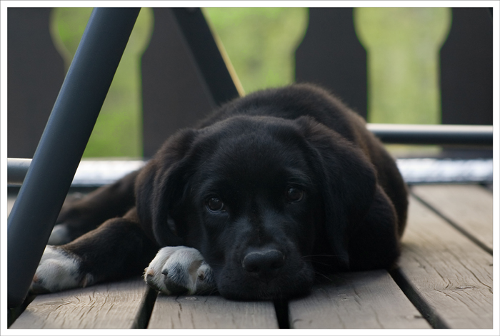 11 weeks