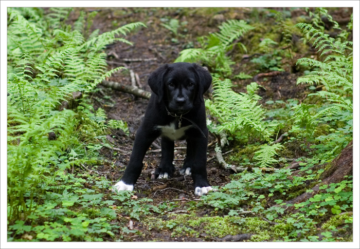 12 weeks