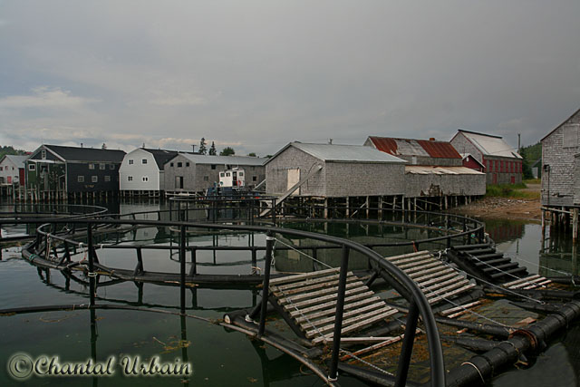 20070704_1797 Grand Manan - Seal Cove.jpg