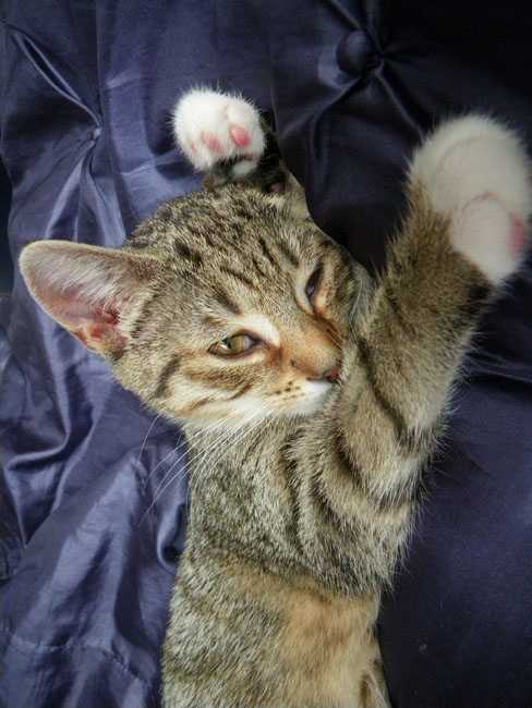 Miss Mimi Misho