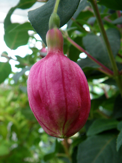 Hanging Red Bud