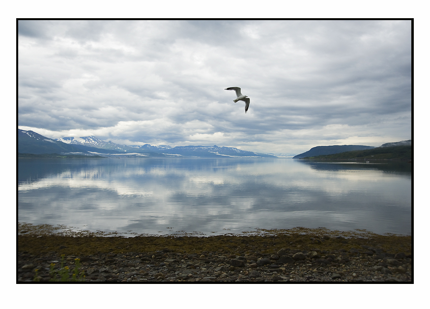 Seagull over quiet water......